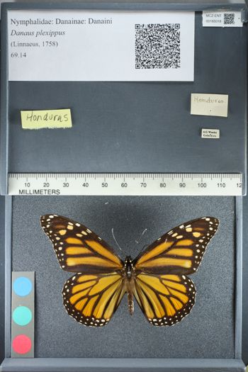 Media type: image;   Entomology 165018